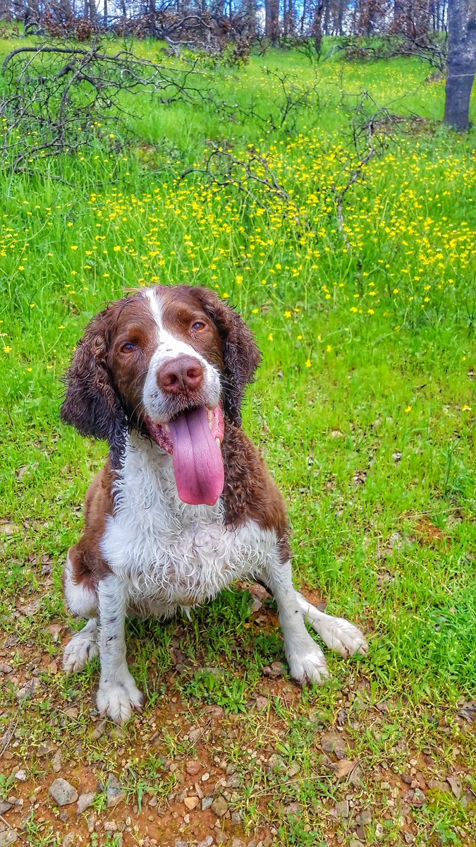 Happy Wednesday, friends! Here is my #barkranger posing w/ a meadow of native Ranunculus ocxidentalis (Western Buttercup).

Had she been in the midst of the flowers, it would be a diff pic, but we practice <a href="/leavenotrace/">Leave No Trace</a> and those beauties are working hard to grow in a burn scar.