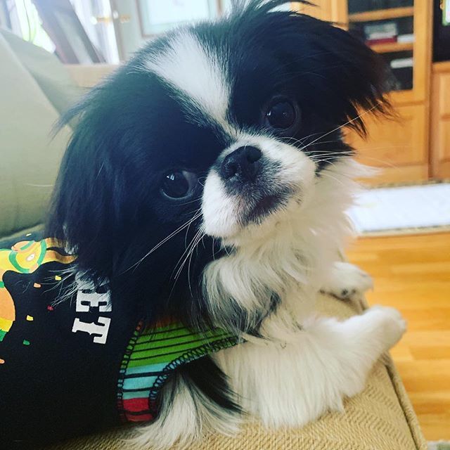 My Gussaluppagus has the sweetest face! #japanesechin #japanesechinsofinstagram bit.ly/2IuVPKF