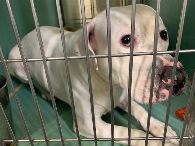 KeithOlbermann's tweet photo. BELOVED FAMILY DOG, DUMPED, FACING DEATH TOMORROW. Mickey’s kind and excitable and they don’t have time for him. He needs a NYC-area Adopter/Foster or our $ pledges via @chortletown to attract a Rescue. Most of all he needs his story told so PLEASE RT https://t.co/ICsGf8QDrn https://t.co/RZ1GhBV1q1