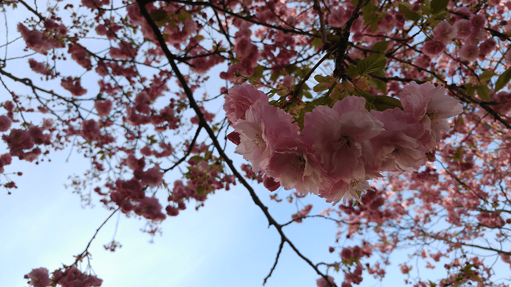 AVO_Magazine's tweet image. Editor’s Letter: (Cherry) Blossom Parade

avo-magazine.nl/en/2019/04/edi…

#AVOMagazine #sakura #spring #cherryblossom #blossom #桜
