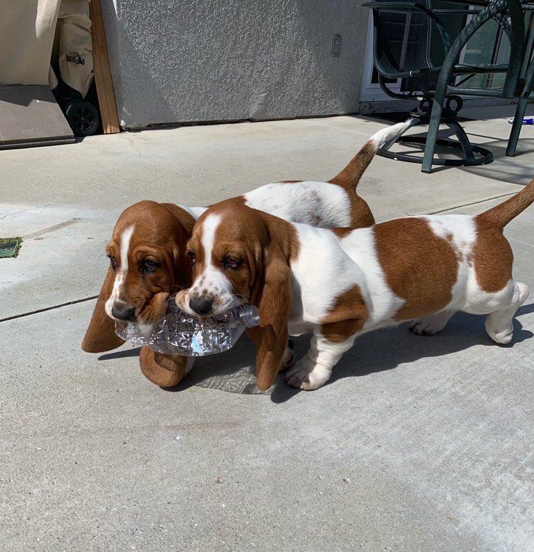 This is Ruby and Max. They pick up a piece of litter on every walk. Sometimes their ears get tangled, but the planet is worth it. Both 14/10