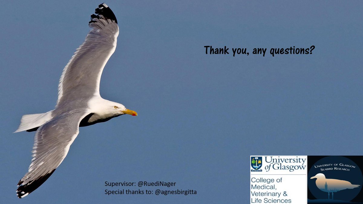 4/4 #WSTC5 #BehaSesh | If #wind does effect foraging selection, we can use these results to start predicting how #seabirds may adapt their foraging selection as wind patterns continue to change.  Thank you, please follow for updates #conservation #ecology #TeamGull