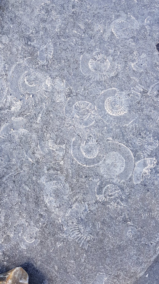 benking01's tweet image. Ammonite pavement
Monmouth Beach
#LymeRegis #Dorset