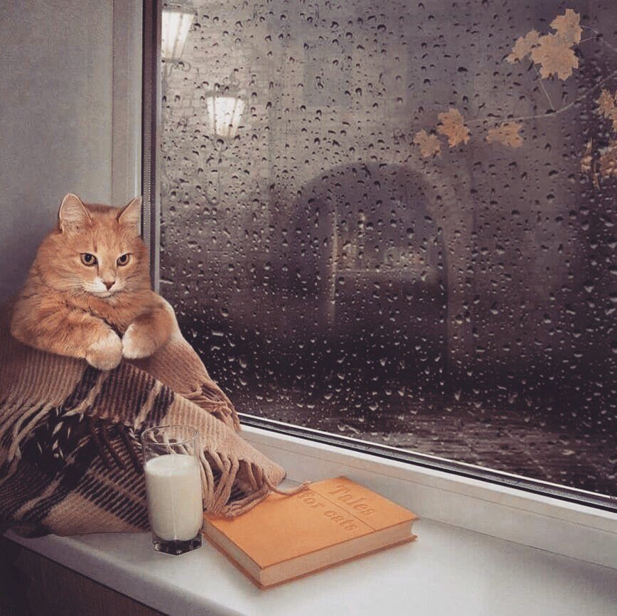 Rainy day mood 🌧