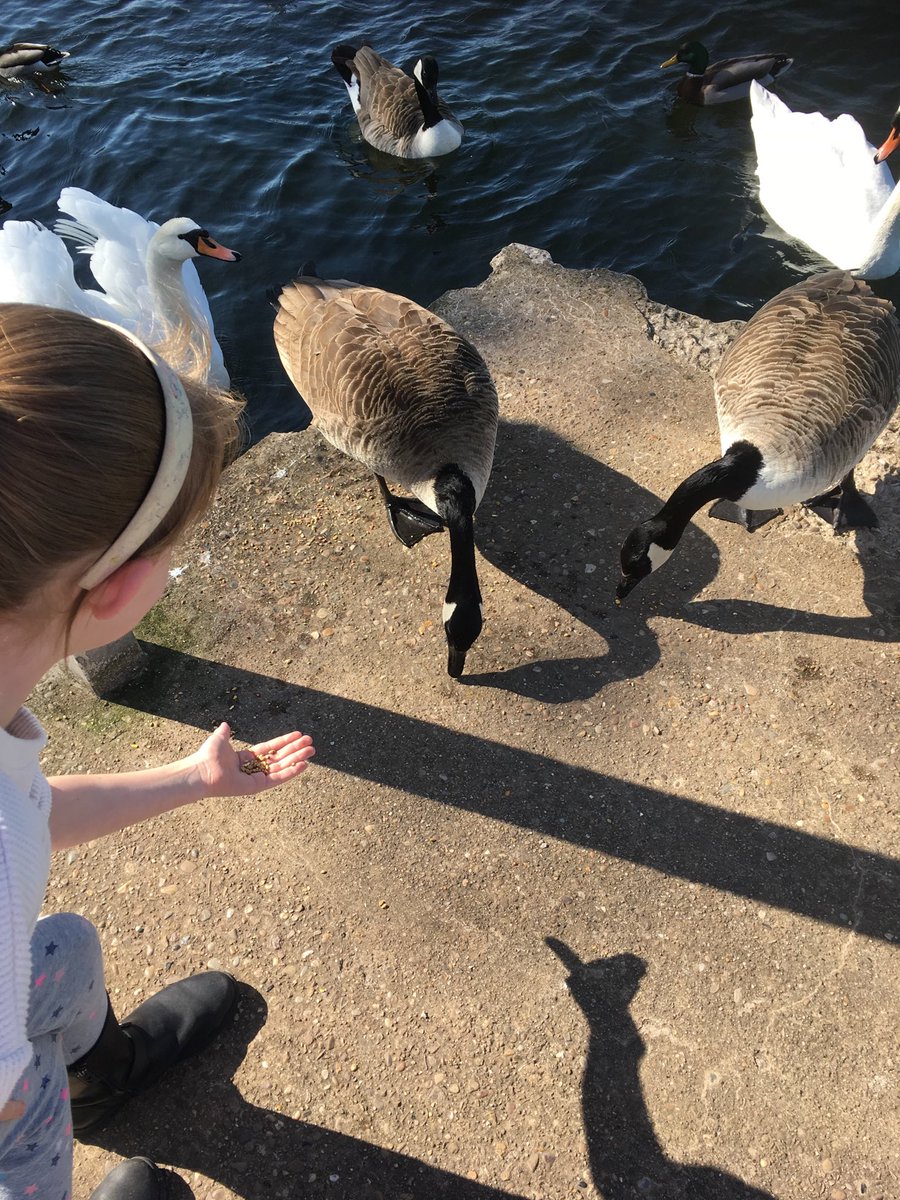 suff1108's tweet image. It was going so well, right up till she fell in and ⁦@GazNG4⁩ had to fish her out #colwickpark #soggylittlegirl