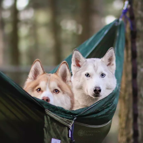bestcampingear's tweet photo. 🐺 The most adorable 2 huskies in 1 hammock ever😍
🔗 https://t.co/MFoWeFa7MO 
—
#bestcampinggear #camping #hiking #campinggear #hikinggear #husky #hammock https://t.co/RtOXnwH6y7