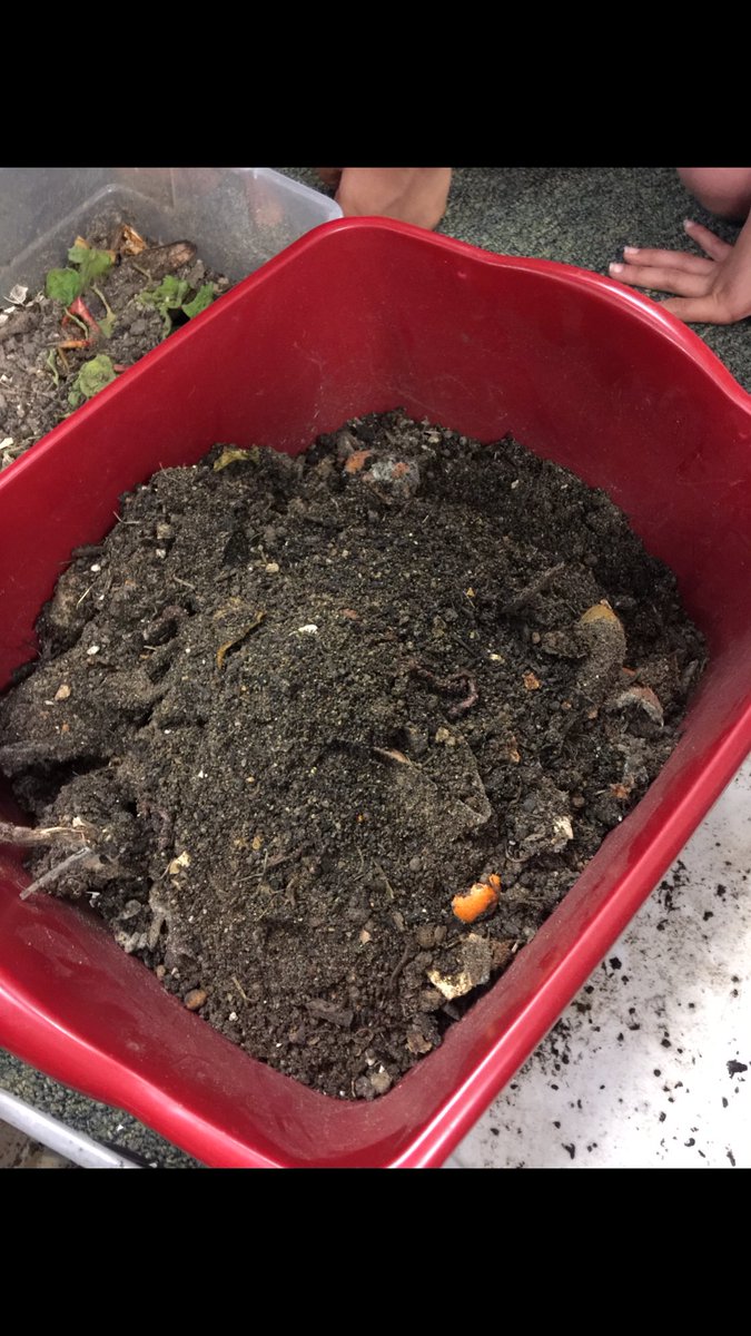 DeniseRCorona's tweet image. It’s the great compost reveal. The worms have been hard at work! @CarpElem #soilscience #thirdgradescience