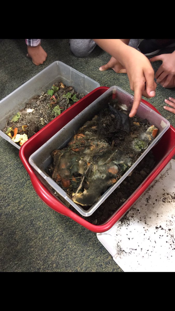 DeniseRCorona's tweet image. It’s the great compost reveal. The worms have been hard at work! @CarpElem #soilscience #thirdgradescience