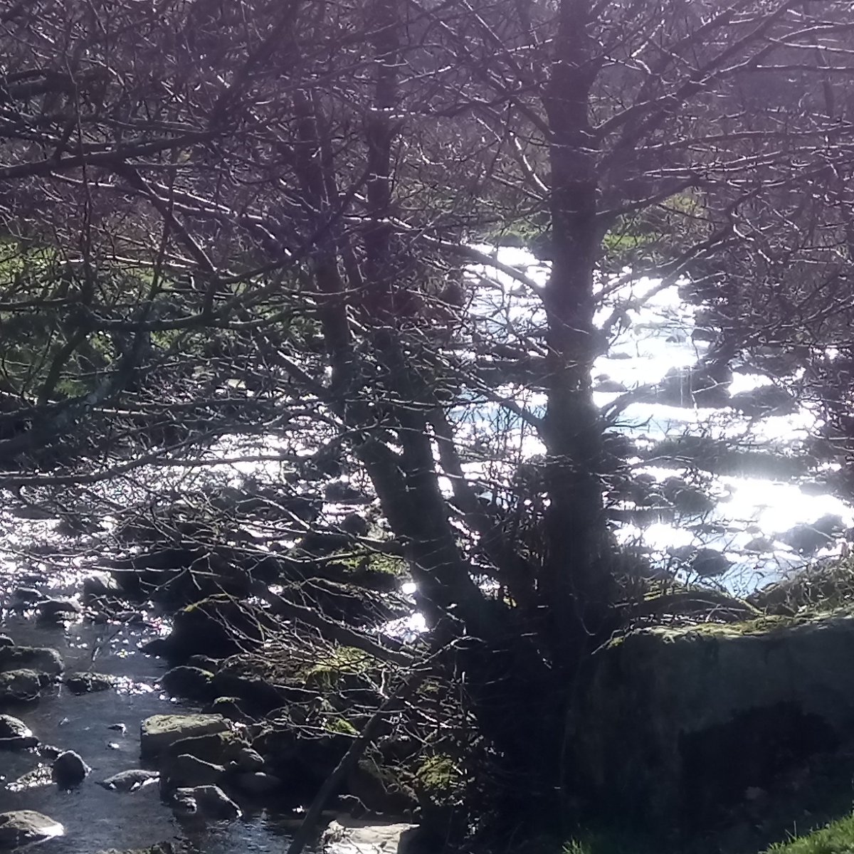 WoodsideLodge1's tweet photo. The #Devilswater is a ribbon of silver on this perfect #spring afternoon, and it's wonderful to see the wild #primroses and #violets on the banks - takes me straight back to my childhood #Hexhamshire #Northumberland @NorthPennAONB @VisitHexham https://t.co/WBAJH4dZ7s