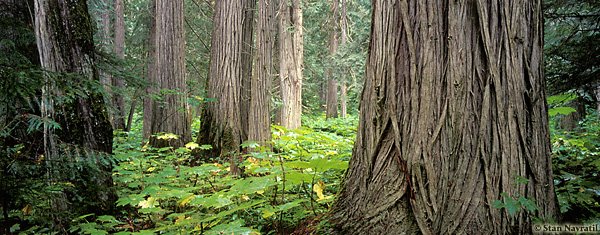 Turns out we are surrounded by networks that are constantly managing change in the interest of business continuity... and all without our help.

An interesting listen on the real networks of forests. # #help #interest #without #forests #weare

lnkd.in/edSVACr