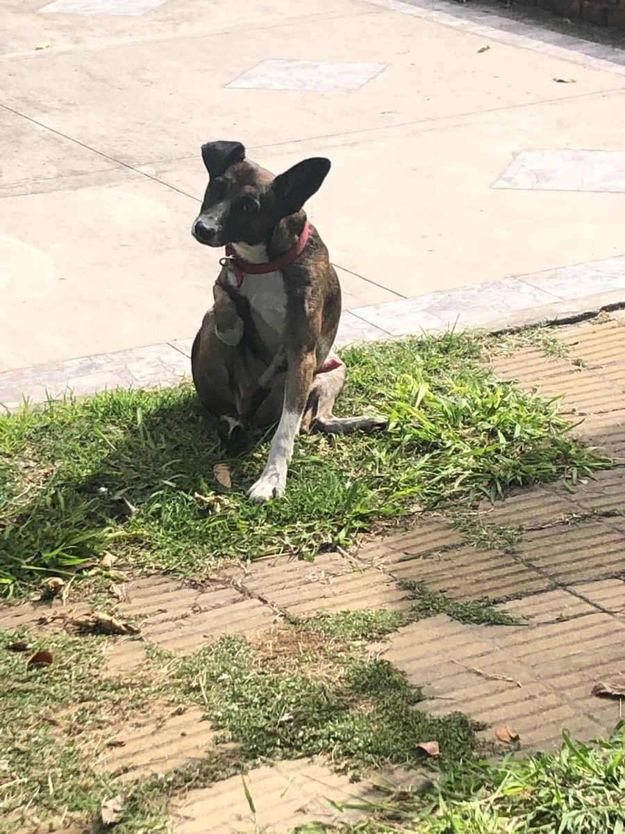 #Urgente #Difusión #RT #Perdido alguien lo busca, está hace tres días en la calle Chile al 3000 #SanJusto está bien cuidado y cómo se ve tiene collar rojo sin chapita @ZaguatesRefugio @jimenadequilmes @reneecormillot @PessolaniRomina @lizytagliani @valeriaschapira @aide_tarrio