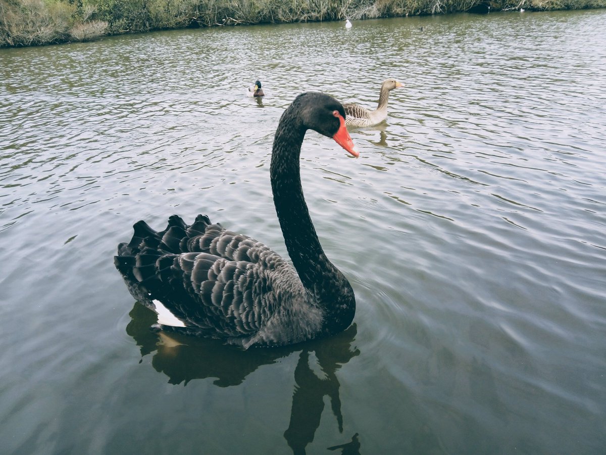 Ruben On Twitter Cisne Negro En El Parque Hacienda Napoles Antioquia Colombia