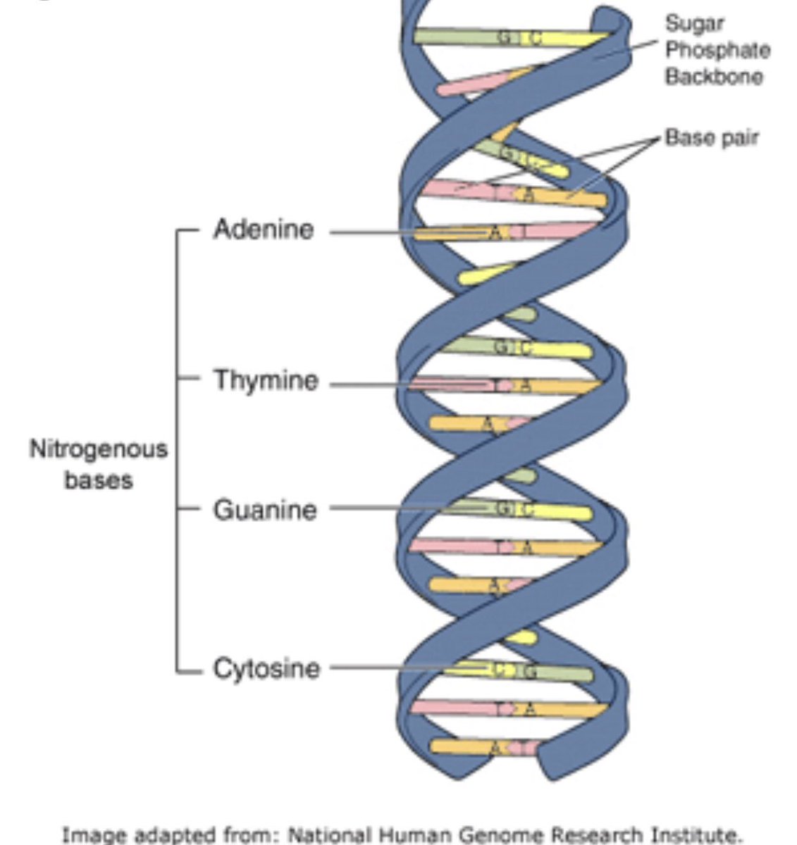 AshlynnK02's tweet photo. What is a DNA molecule made of? ⬇️⬇️⬇️  @UNKBiol106 #106Week13PTS19 https://t.co/EZd07Gohan
