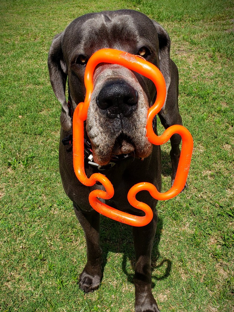 FergusGreatDane's tweet photo. #ruffdawg #supertug 
@dog_rates @dogcelebration 
.....
#greatdane #bluegreatdane #FergusTheBlueGreatDane #greatdanes #dogs #giantbreed #highcottongreatdanes #dogsoftwitter https://t.co/Lcp5jTeAqw