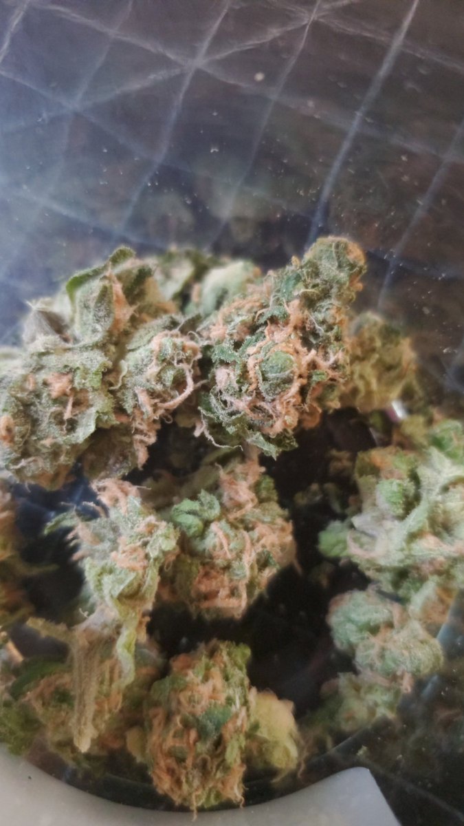 With the holiday upon us remember smoke locally grow cannabis for a fresher smoke, like this Blueberry. #cannanbis #recreationalcannabis smokelocal.org #allcountytoker #skagitorganics #skagitapparel