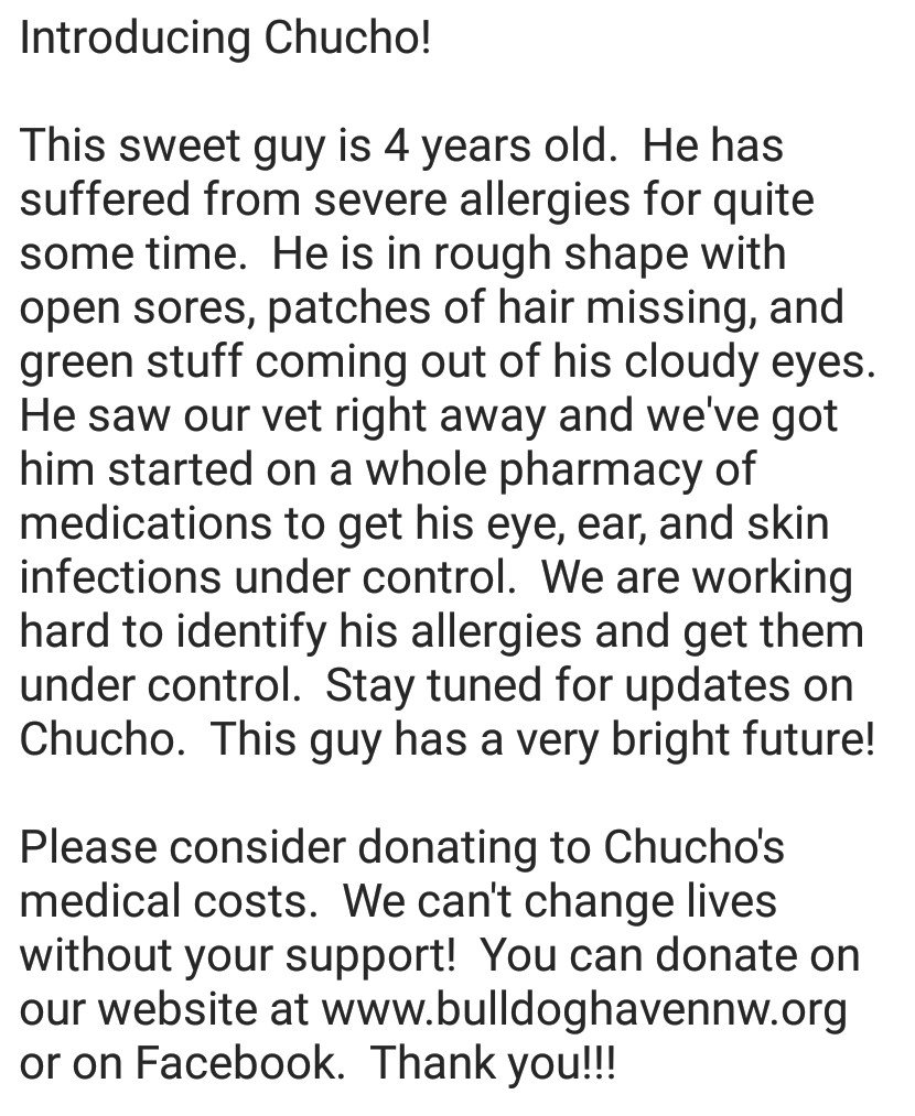 BulldogHavenNW's tweet photo. Introducing #Chucho!
Please #considerdonating to Chucho's #medicalcosts. We can't change lives without your support! You can donate on our website at https://t.co/gIVYMUULhQ or on Facebook. Thank you!!!
Please share!!!
#bulldoghavennw #dontshopadopt #transformationinthemaking https://t.co/OEoOM7GIxW