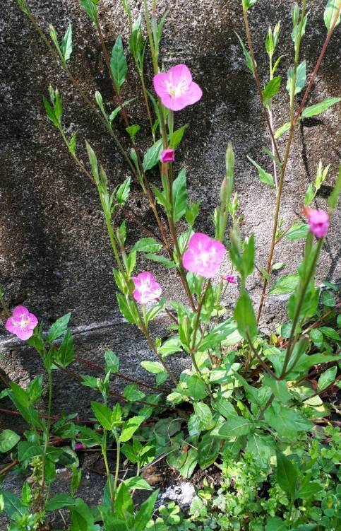 猫冠 えび支持 この草花の名前が知りたいのです 花の名前 草花 散歩 道端の草花 猫冠 えび支持 この草花の名前が知りたいのです 花の名前 草花 散歩 道端の草花