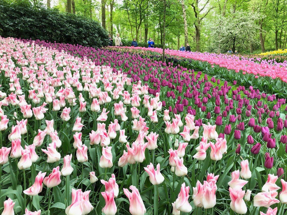 horticolor's tweet photo. En direct de Keukenhof ! #springgardentour https://t.co/lPeskWx9jx