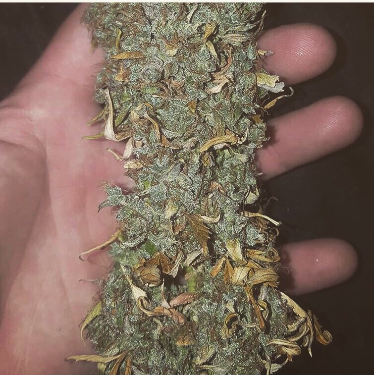AZtech2015's tweet photo. Customer 📷photos of a chopped ✂️Aztech 💚Genetics 🌞Summer Berry Kush Auto ready to dry 💨.   #aztechgenetics #aztechsmokeshop #summerberrykush #autoflower #ukcsc #stonernation https://t.co/RqbQxB7nrz