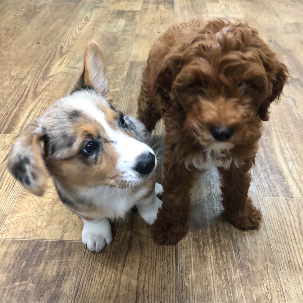 wallywagss's tweet photo. I Made a Friend! #corgiparty #welsh_corgi #corgibuttsdrivemenuts #corgibeachday #babycorgi #puppi #puppytags #puppybowlsubaru #buzzfeedcorgis #corgisareawesomee #corgidogs #corgibutts #corgi_of_instagram #puppybrother #corgipower #corgimania #puppygirl #puppyplaydate https://t.co/ESsMzOXkcB