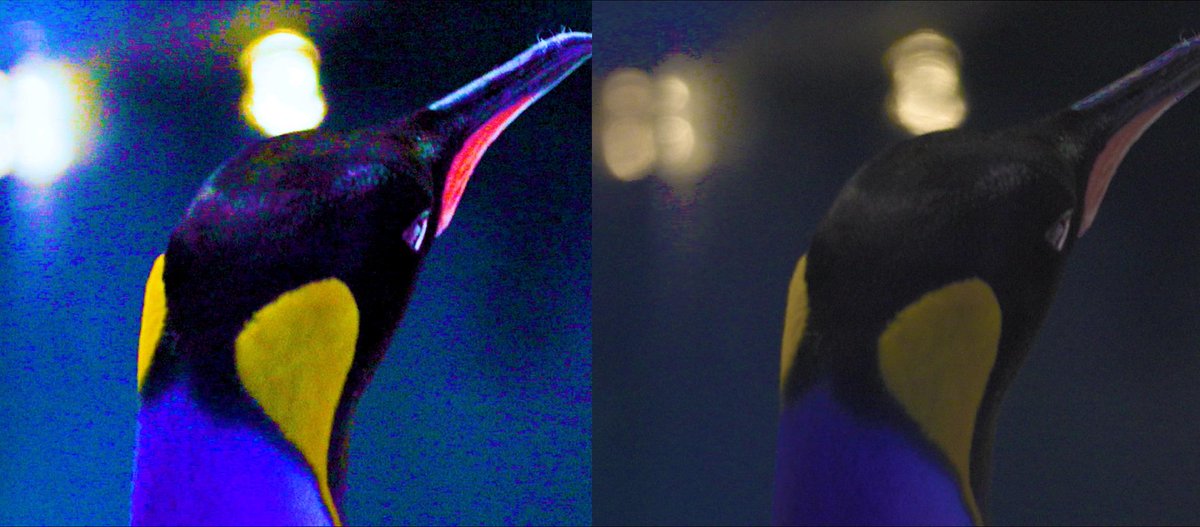 Pinguïns zien anders dan wij. Door speciale lampen te installeren, zien de geslachtsrijpe dieren in @zooantwerpen voortaan felroze vlakken op de snavel. Het effect moet koppels beter matchen en het kweeksucces stimuleren #WorldPenguinDay 🌐zooscience.be/nl/verhalen/he… #ZOOscience