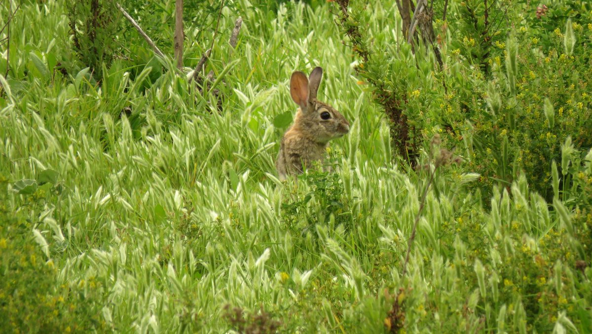 BallonaWetlands's tweet photo. Yes, State Coastal Conservancy ~ we WILL work to protect the Rabbits.  Unfortunate your staff thinks many o the wildlife species at the Ballona Wetlands Ecological Reserve are not worthy of protection. https://t.co/FxCrhlGeKc