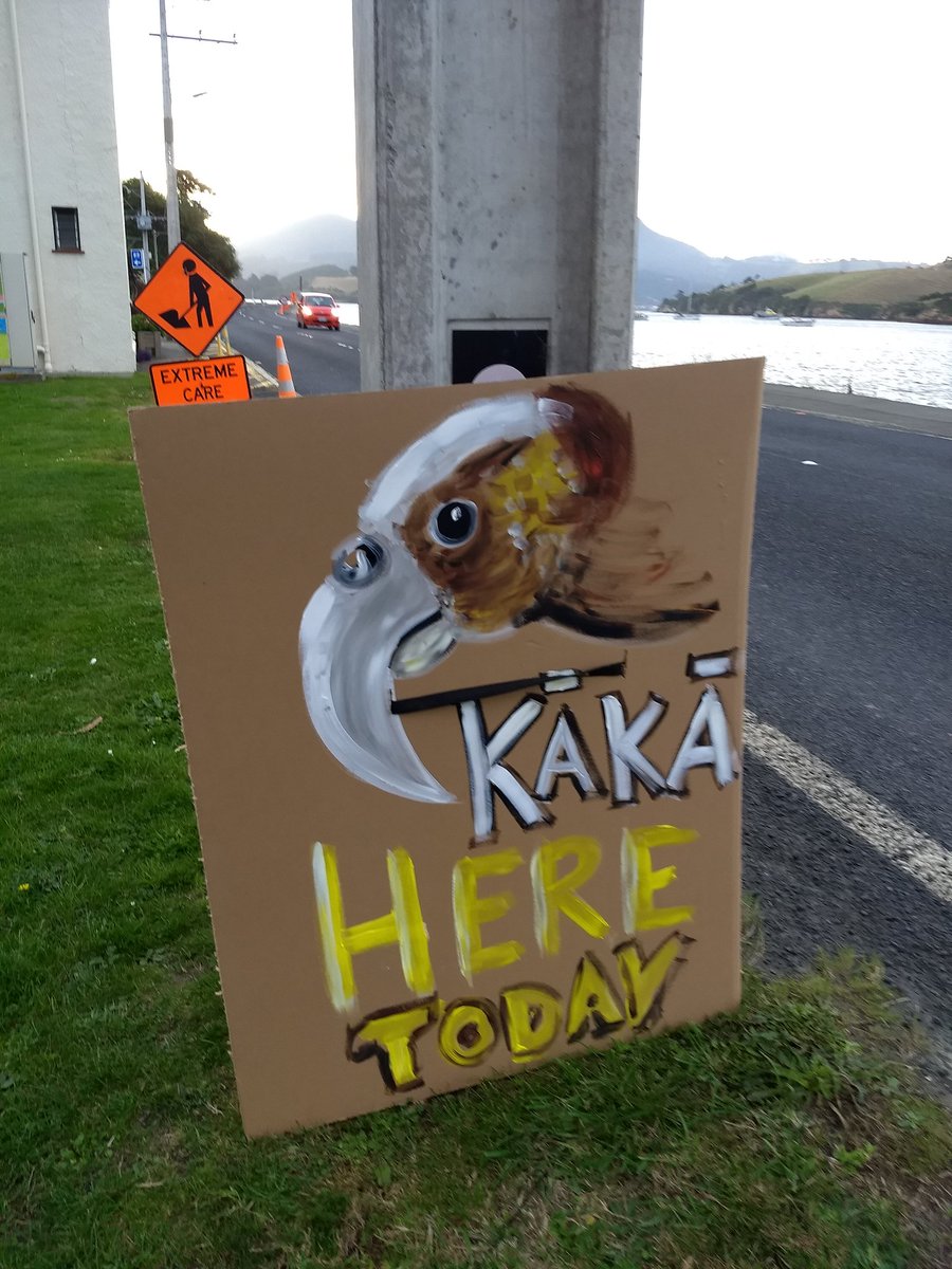 OPBG11's tweet photo. We are ready to welcome Kaka to the Peninsula today... With 'extreme care'! Looking forward to it! @WildDunedin @KeepDnBeautiful @urbannaturedun @DOCcoastalotago @otagopeninsula @valleyproject https://t.co/c676nEm94k