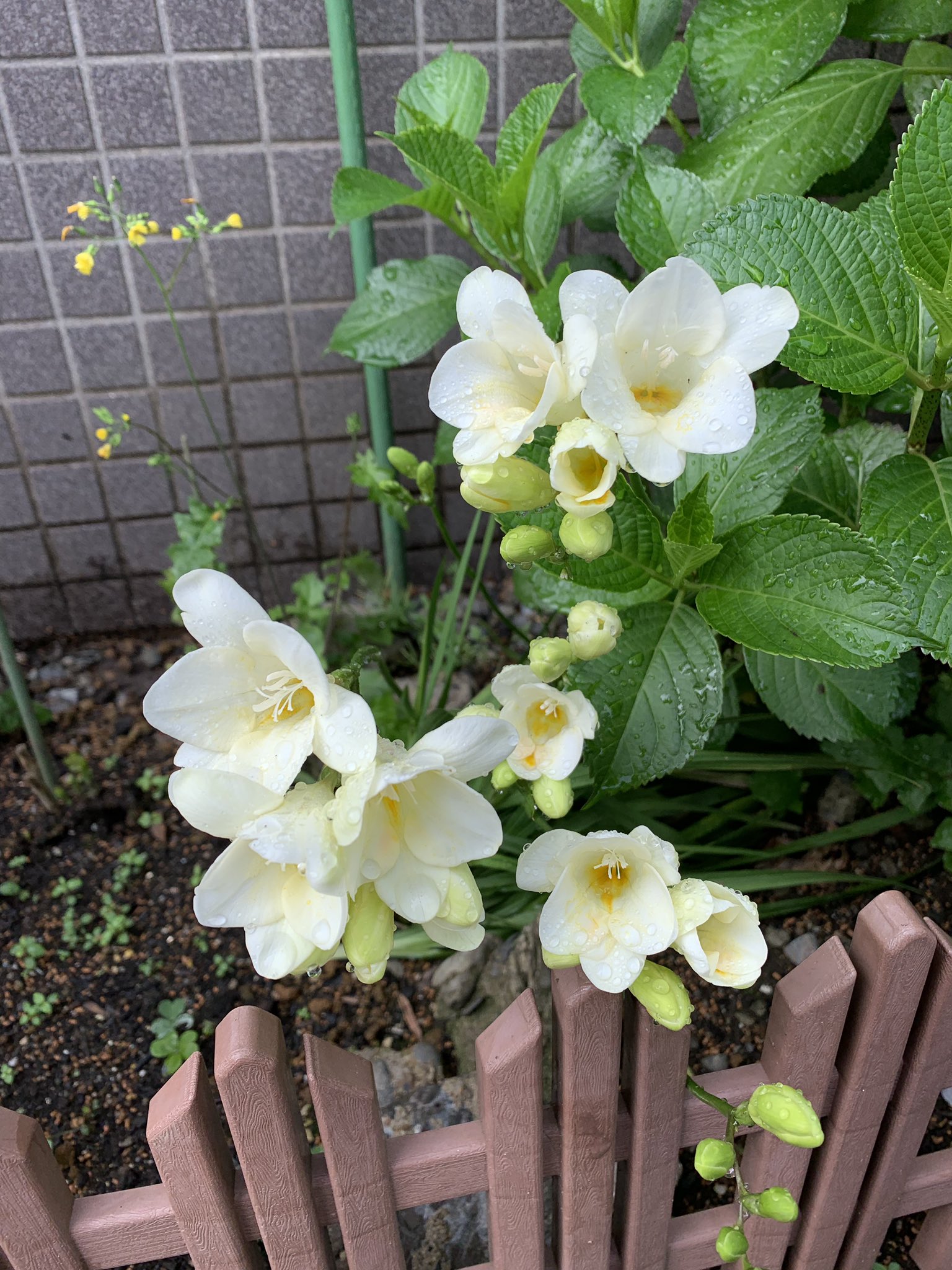 愛 Am 演芸部 園芸部 Twitter પર 今年の花壇はやばいな すごい元気 去年 事務所の子が貰ったフリージアの鉢植えを花壇に植えたら 今年も咲いた しかも めっちゃたくさん あとは 桔梗と ブルーベリー 沈丁花 全部元気に育ってる 嬉しいなー