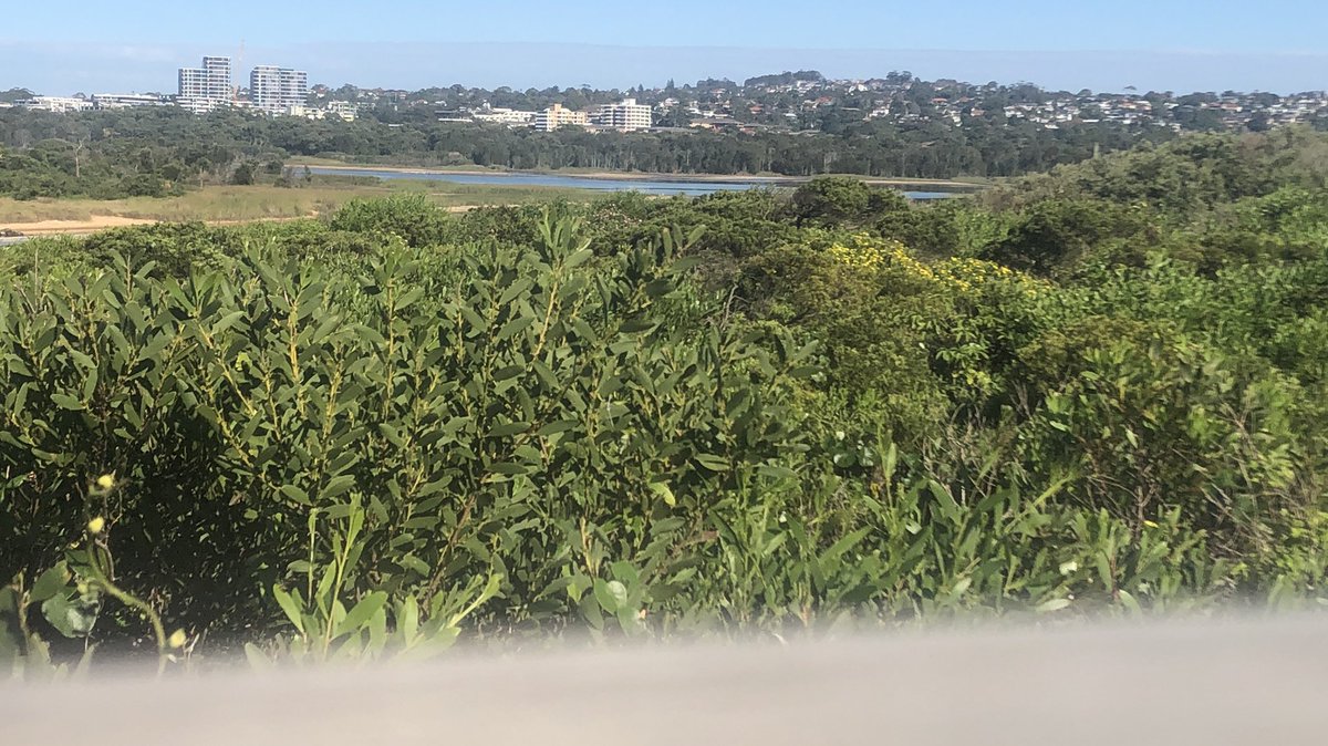Mozziebites's tweet photo. A morning trip to the beach, nice to pair it with a visit to a coastal lagoon at the same time! #wetlands #icoll https://t.co/0GYDAeNfTh