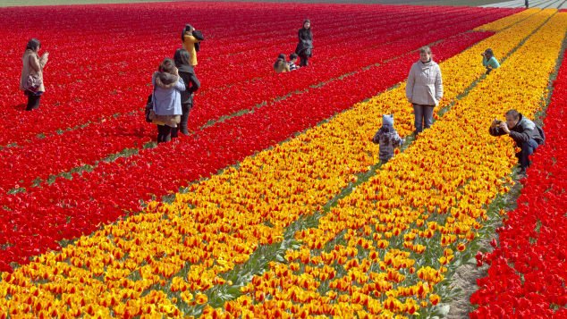 cnni's tweet photo. Tulip growers in the Netherlands are pleading with millennials to stop taking selfies among the flowers, after tourists caused thousands in damage by trampling over the plants in search of the perfect photo https://t.co/bJOboshQCe https://t.co/bqO1JseMbC