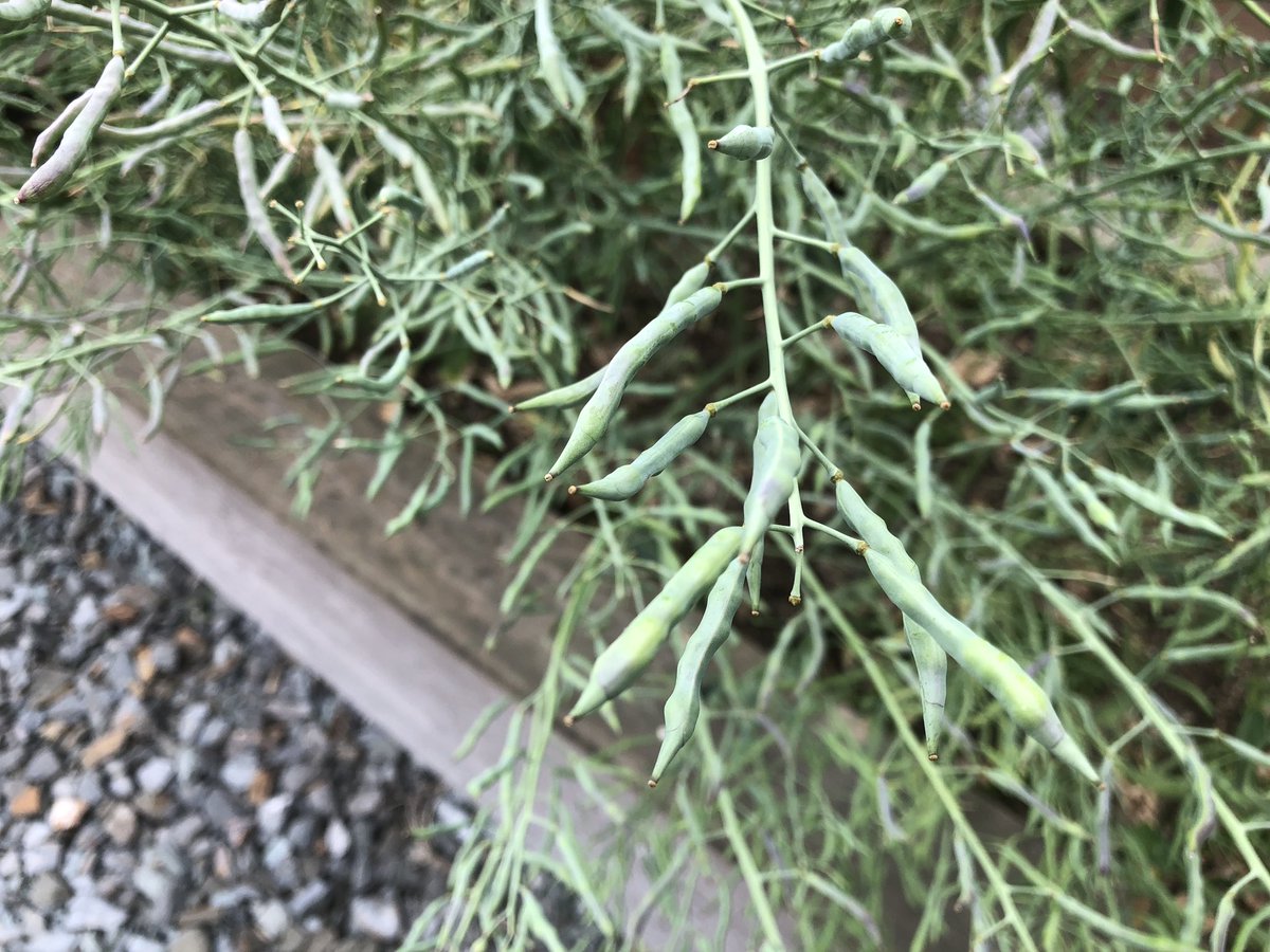 ChouRae's tweet photo. Flower seeds upstairs https://t.co/iOOKf2Tv6U