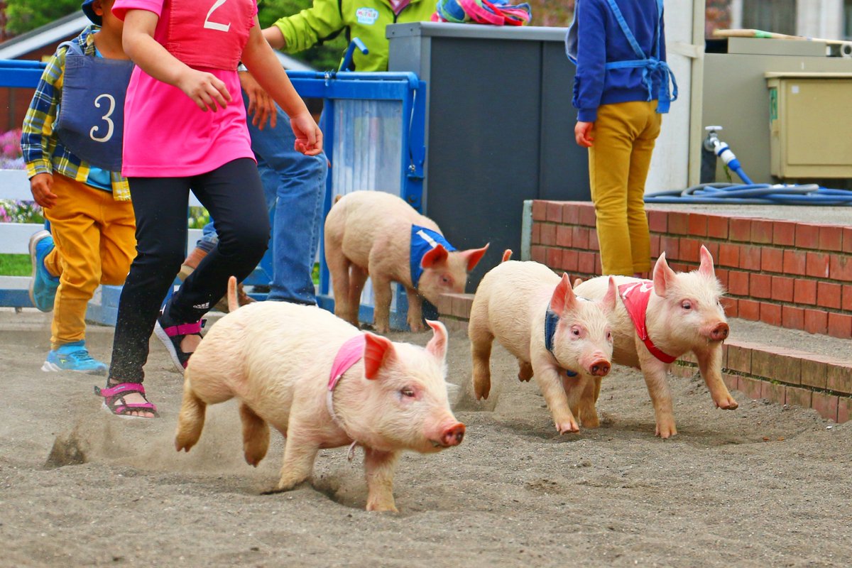 マザー牧場 こぶたレース 毎日開催中 抽選で選ばれた選手とこぶたが一緒にゴールを目指して競争します より道しないで上手にゴールできるかな 元気に走るこぶた達に会いに来てくださいね T Co I10xont9bg T Co Jectz8nfg8