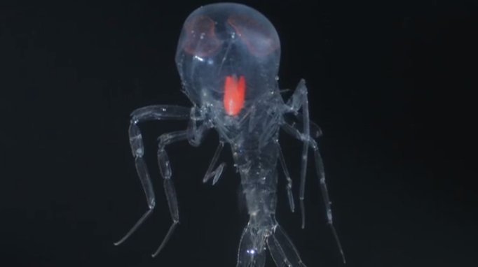 神秘的すぎる深海魚 謎の生物ゴーストシュリンプ 透明なエビのような謎の生物 海外では ゴーストシュリンプ と呼ばれており フクロウミノミの仲間だそうです 水の中にいると ほとんど目に見えなくなるそうです 神秘的すぎる深海魚 謎の生物ゴーストシュリンプ 透明なエビのような謎の生物 海外では ゴーストシュリンプ と呼ばれており フクロウミノミの仲間だそうです 水の中にいると ほとんど目に見えなくなるそうです