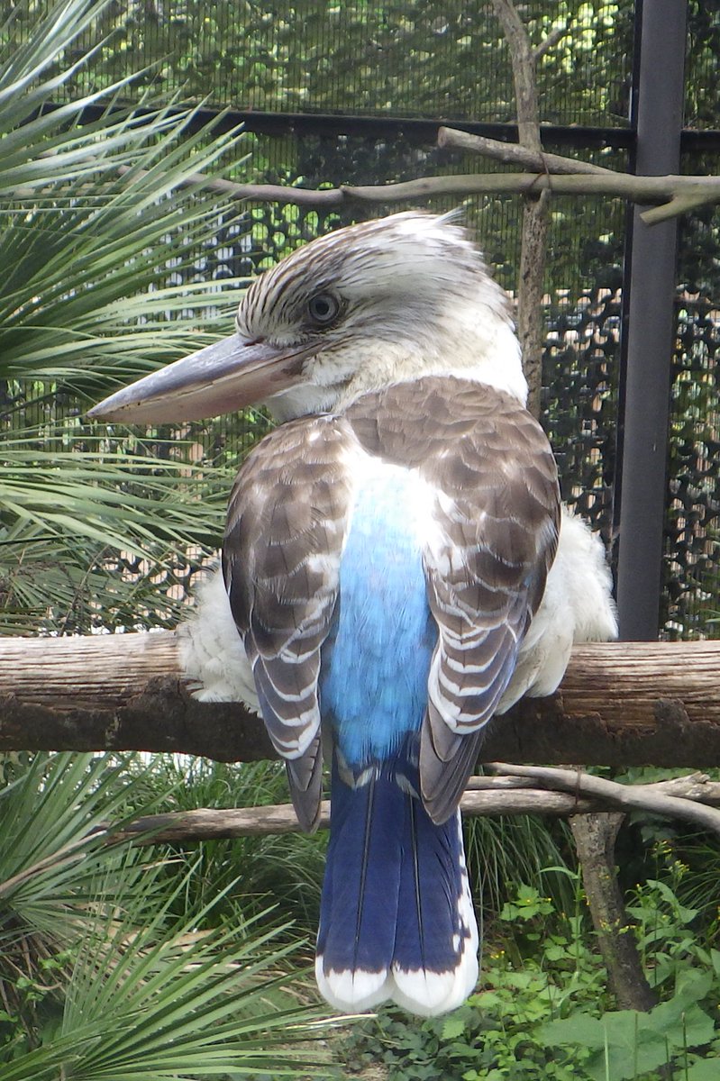 横浜市立金沢動物園 公式 בטוויטר その名の通り美しい青い羽根のアオバネワライカワセミ オセアニア休憩所からご覧いただけます ぜひ 会いにきてください 金沢動物園 アオバネワライカワセミ