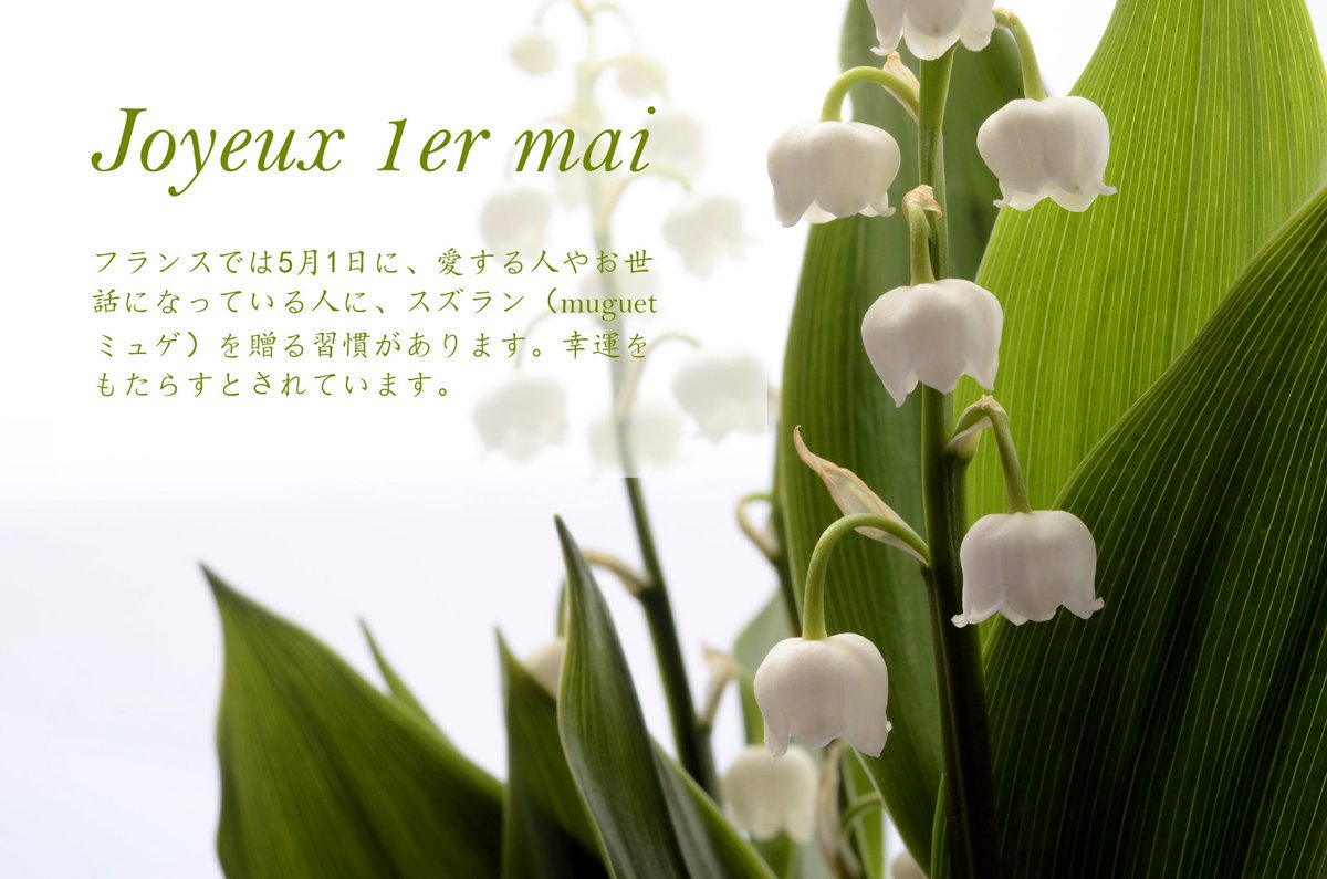 5月1日はメーデー フランスではスズランを贈る日