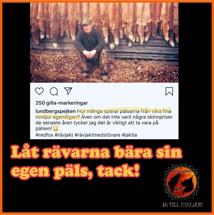 vargskydd's tweet photo. #revolutionrov
#Exposetrophyhunters
#Standtogetherforwildlife
#SaveSweWolves #Exitionctionisforever #thereisnoplanB https://t.co/s1yfYfhqqS