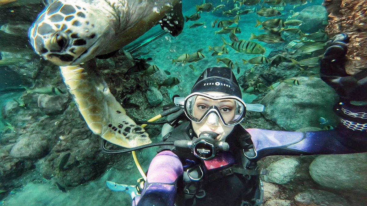TabithaLipkin's tweet photo. Took a dive with @SeaWorld at #TurtleReef for @fox5sandiego! We’re talking about ocean conservation efforts & why turtles are some of the most vulnerable creatures in our oceans! Here you’ll find rescued loggerhead, hawksbill, and green sea turtles. Tune in tomorrow AM! 🥽🐢💦 https://t.co/lea4xGkU6P