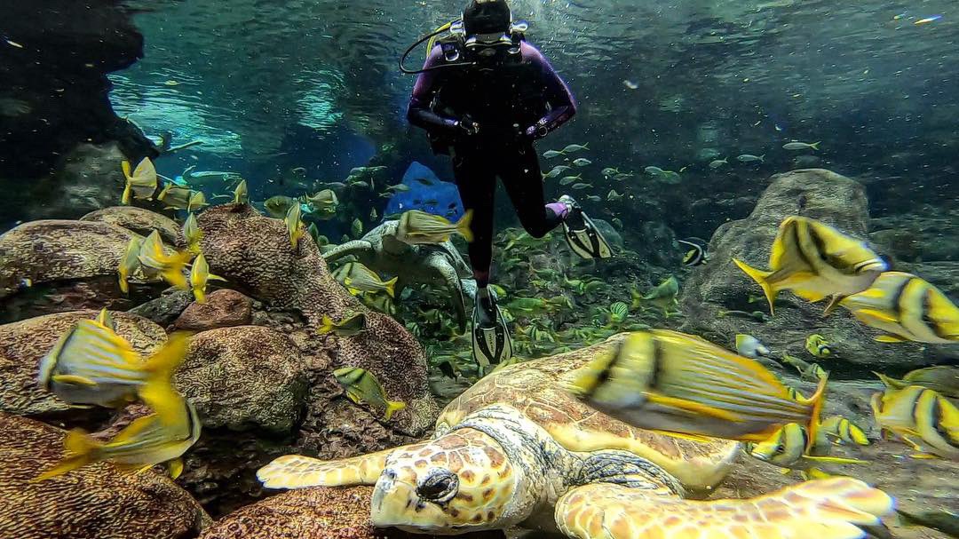 TabithaLipkin's tweet photo. Took a dive with @SeaWorld at #TurtleReef for @fox5sandiego! We’re talking about ocean conservation efforts & why turtles are some of the most vulnerable creatures in our oceans! Here you’ll find rescued loggerhead, hawksbill, and green sea turtles. Tune in tomorrow AM! 🥽🐢💦 https://t.co/lea4xGkU6P