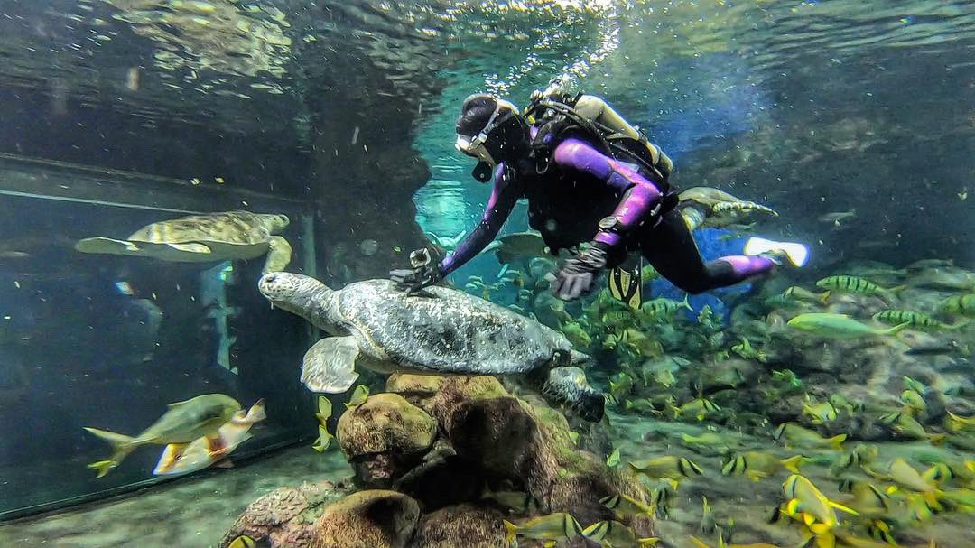 TabithaLipkin's tweet photo. Took a dive with @SeaWorld at #TurtleReef for @fox5sandiego! We’re talking about ocean conservation efforts & why turtles are some of the most vulnerable creatures in our oceans! Here you’ll find rescued loggerhead, hawksbill, and green sea turtles. Tune in tomorrow AM! 🥽🐢💦 https://t.co/lea4xGkU6P