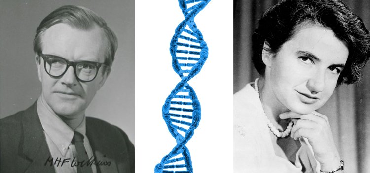 KCL Alumni on X: "Today is #DNADay, celebrating the day in 1953 when King's alumni Maurice Wilkins, and Rosalind Franklin (along with colleagues James Watson and Francis Crick) published ground-breaking papers on