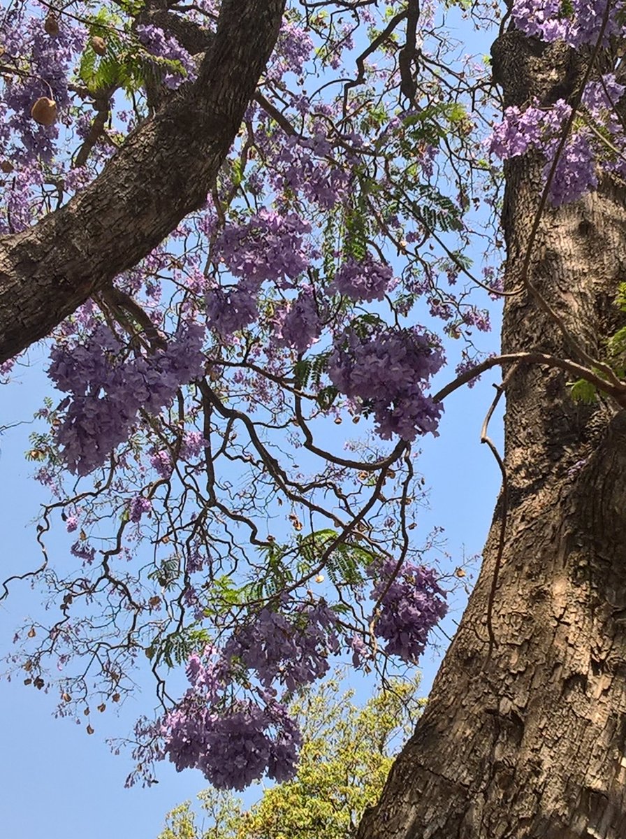 BlancheTours's tweet image. #jacarandatree #purple