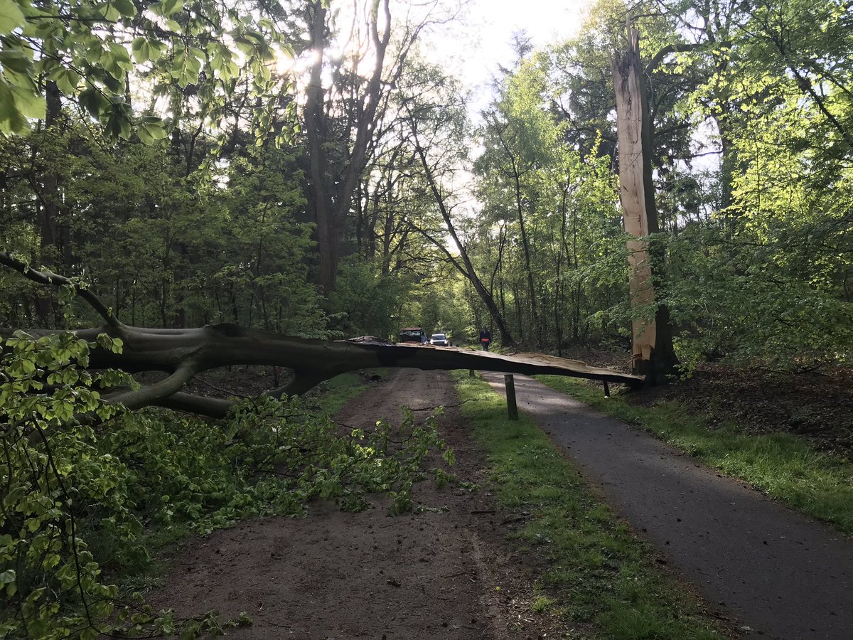 Helaas, beuk omgewaaid. #Hoog-Keppel, Hessenweg.