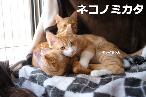京都保護猫カフェ
