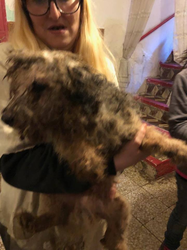 SosAbuelos1's tweet photo. HORROR!!! 😱😱🙏🙏
6 VIEJITOS DE 17 AÑOS (CATALUÑA)
Van a la perrera si no encontramos casa (su dueña ha fallecido) y no tenemos sitio para todos ellos.
Son 6 pequeños abueletes, en la perrera morirán solos...
677844264(Sandra)
https://t.co/OjJrIRYLsc https://t.co/QvTTfvxxrm
