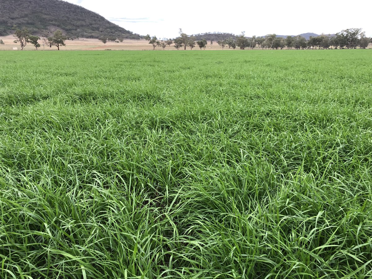 Rambo Ryegrass + Radiate, 3 weeks after emergence. <a href="/LandmarkEchelon/">Landmark Echelon</a> <a href="/LovelandAUS/">Loveland Agri Products</a> <a href="/growloveland/">Loveland Products</a> <a href="/NutrienLTD/">Nutrien</a> <a href="/Dairy_Australia/">Dairy Australia</a> <a href="/DairyNewsOz/">Dairy News Australia</a> #agriculture #aussieag