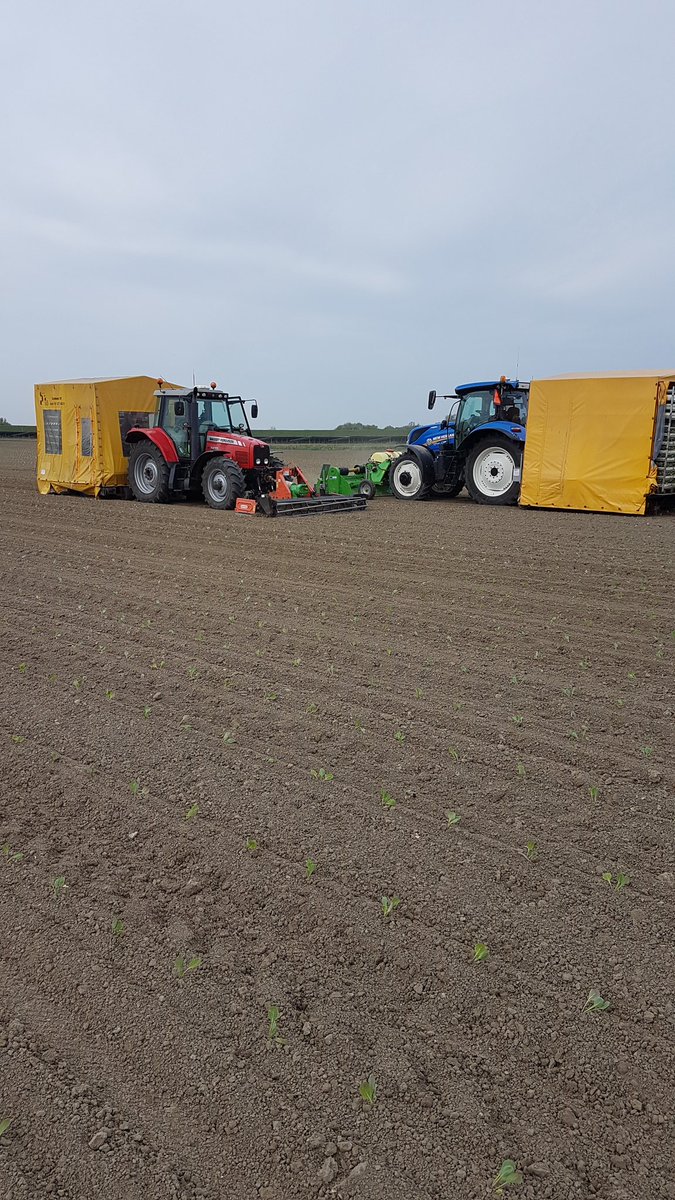 evputten77's tweet image. Spruitjes planten 2019, #NewHolland vs #MF ......