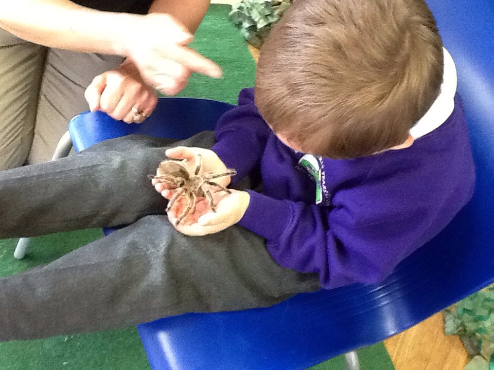 HillcrestNurs's tweet image. Nursery have enjoyed seeing the different animals in the cabin this morning. Lots of brave children. Thanks @animalsukltd #EYFSTheWorld