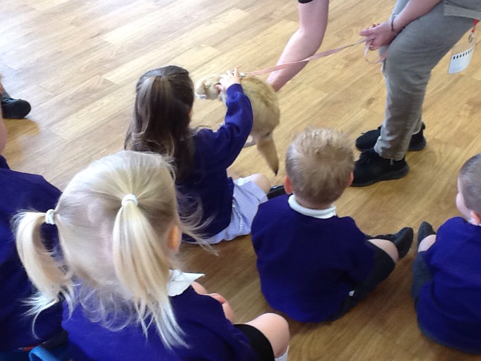 HillcrestNurs's tweet image. Nursery have enjoyed seeing the different animals in the cabin this morning. Lots of brave children. Thanks @animalsukltd #EYFSTheWorld