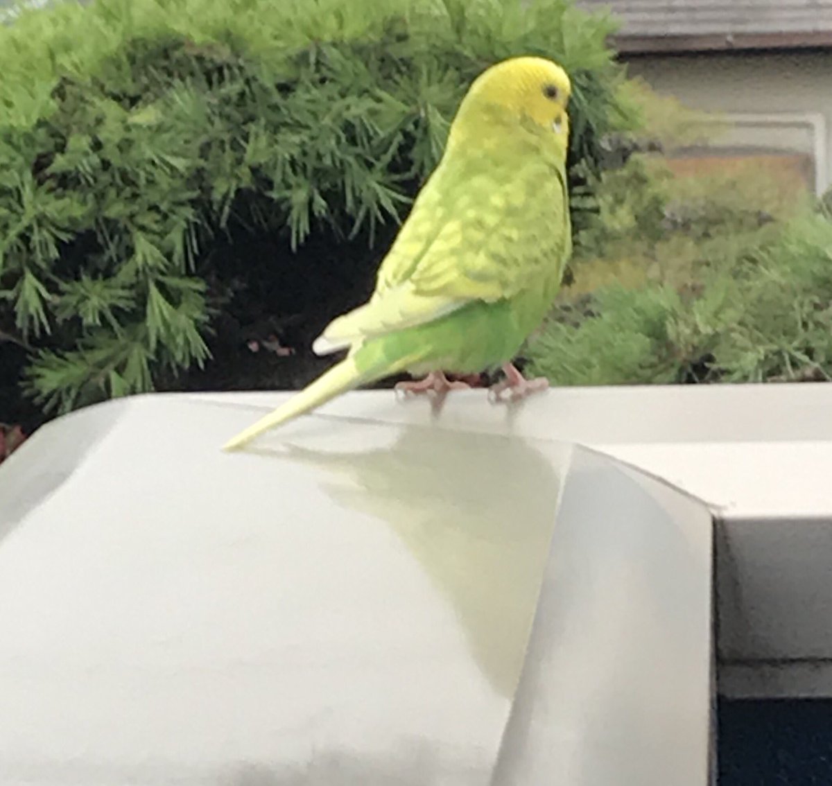 yuta5426's tweet photo. 今帰ってきたらお母さんに 
「お帰り」じゃなくて
「ベランダにセキセイインコおる」
言われた。衝撃やった。 https://t.co/iEzkVcgNMF