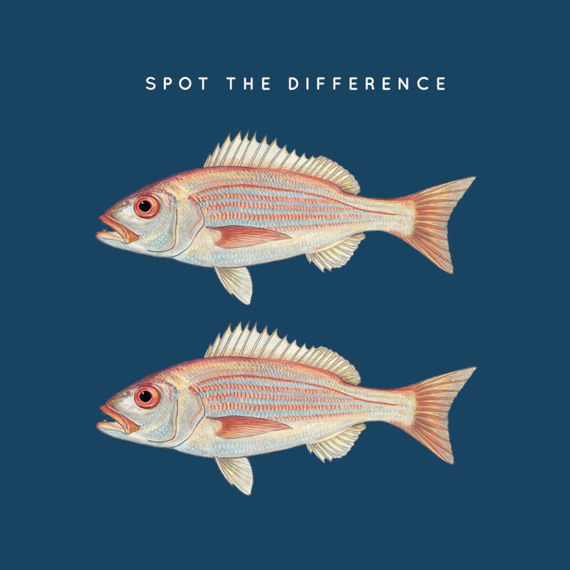 abalobi_app's tweet photo. Two fish, labelled #sustainable. They look the same, but they are not. It’s time to widen lens on #sustainability in #fisheries ...
Read our post: A Tale of Two Fishes👉https://t.co/eyotGHlIdT
#rethinkingsustainability #abalobi #knowyourfisher #knowyourfish #traceabilitymatters https://t.co/K2pwYdnbF5